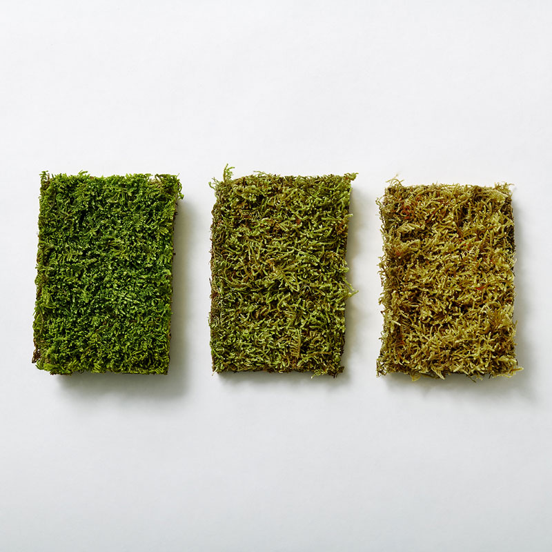 MOSS SHEET S