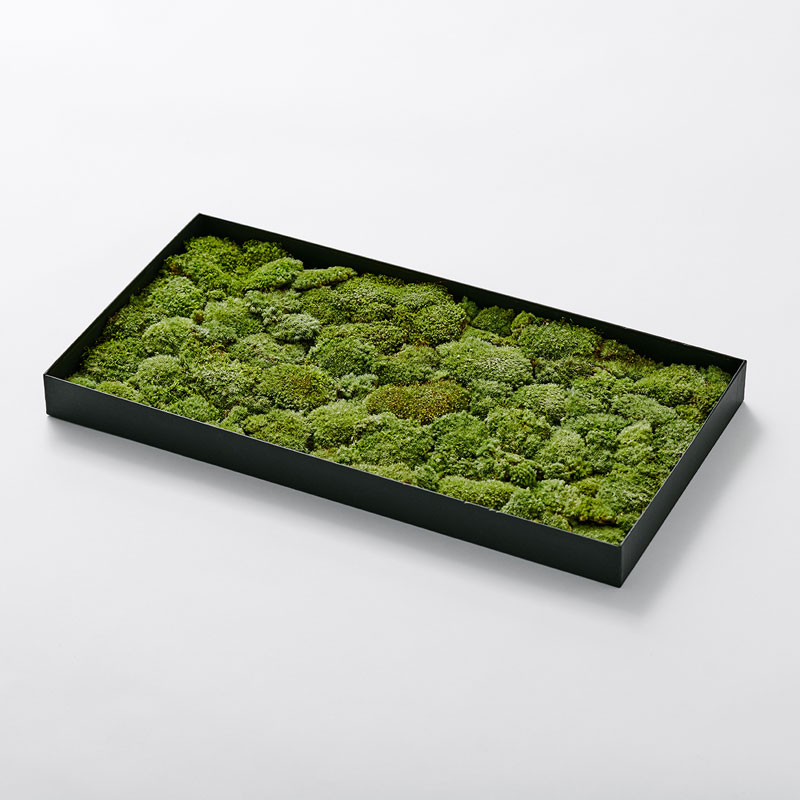 MOSS SHEET L